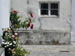 Wer rote Rosen liebt, wird Tote Hosen mögen