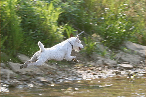 Wer sagt das Hunde nicht fliegen können ?