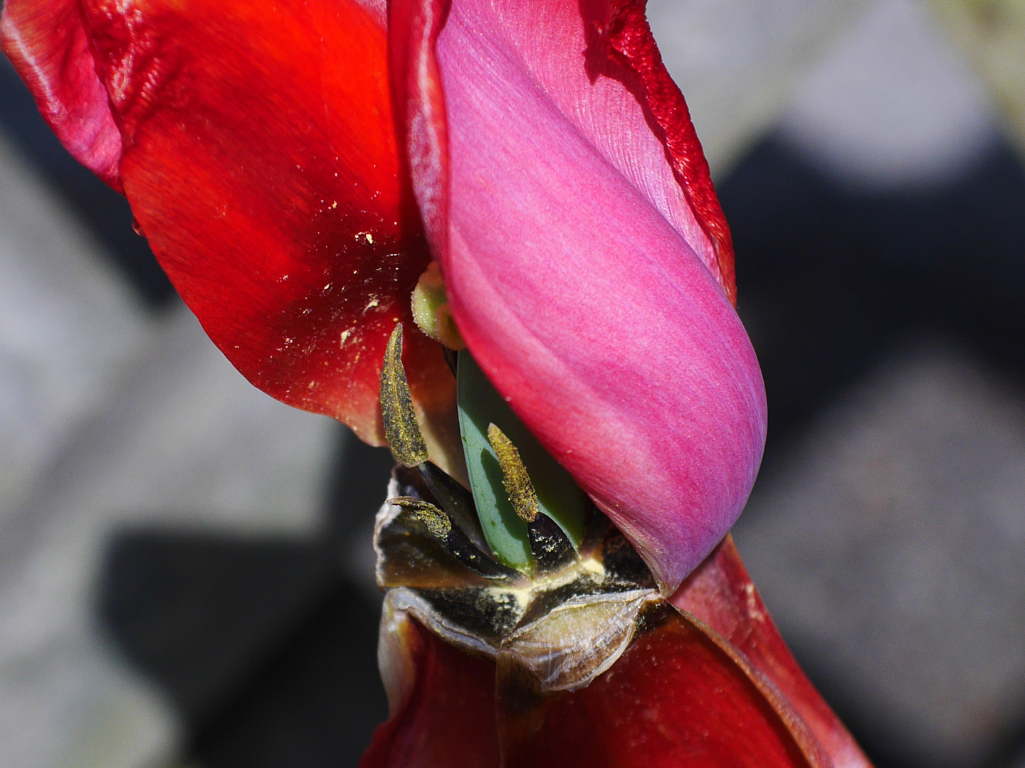 Wer sagt, dass Blumen schön aussehen?