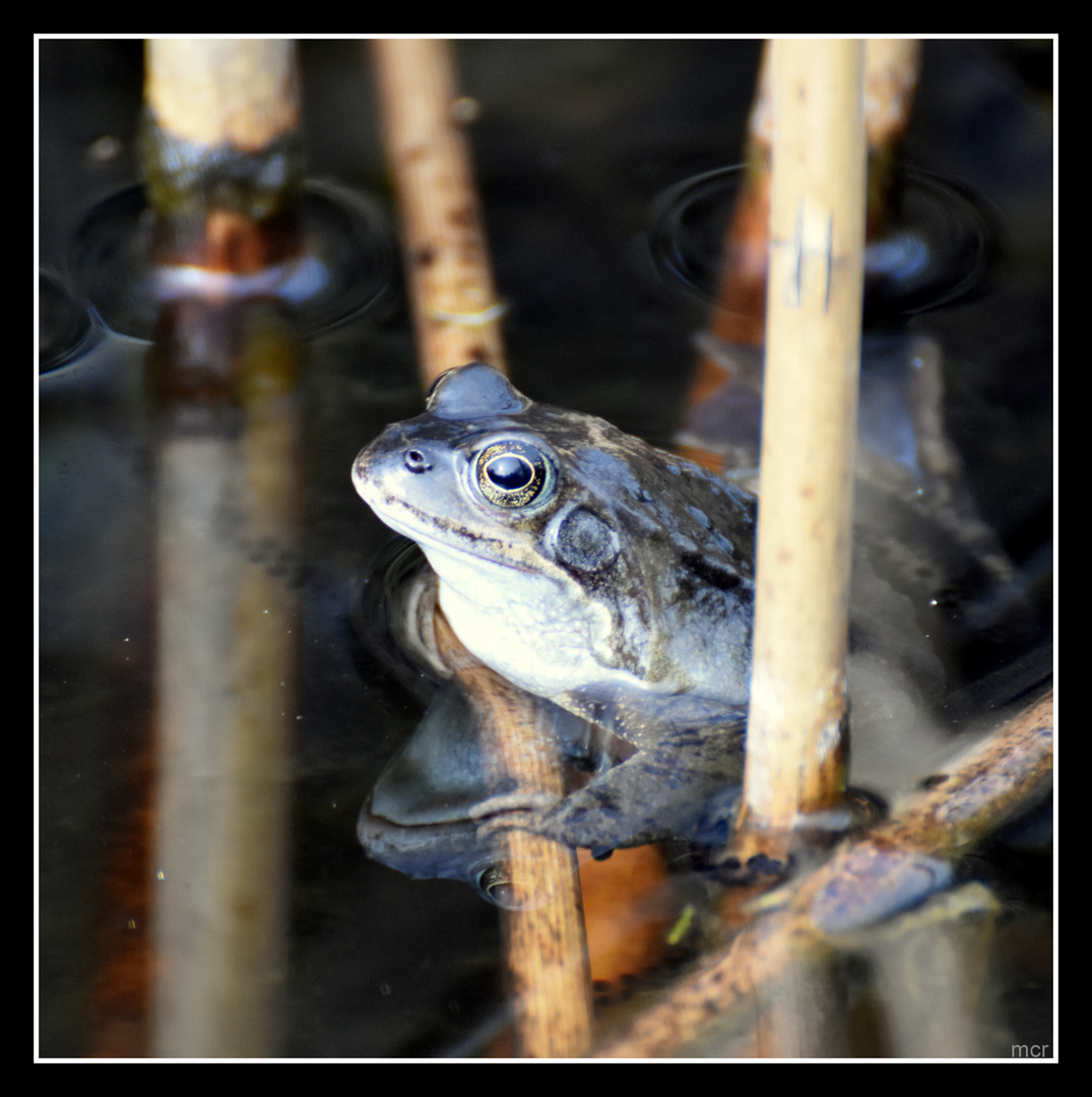 Wer sagt, dass der Froschkönig immer grün sein muss?