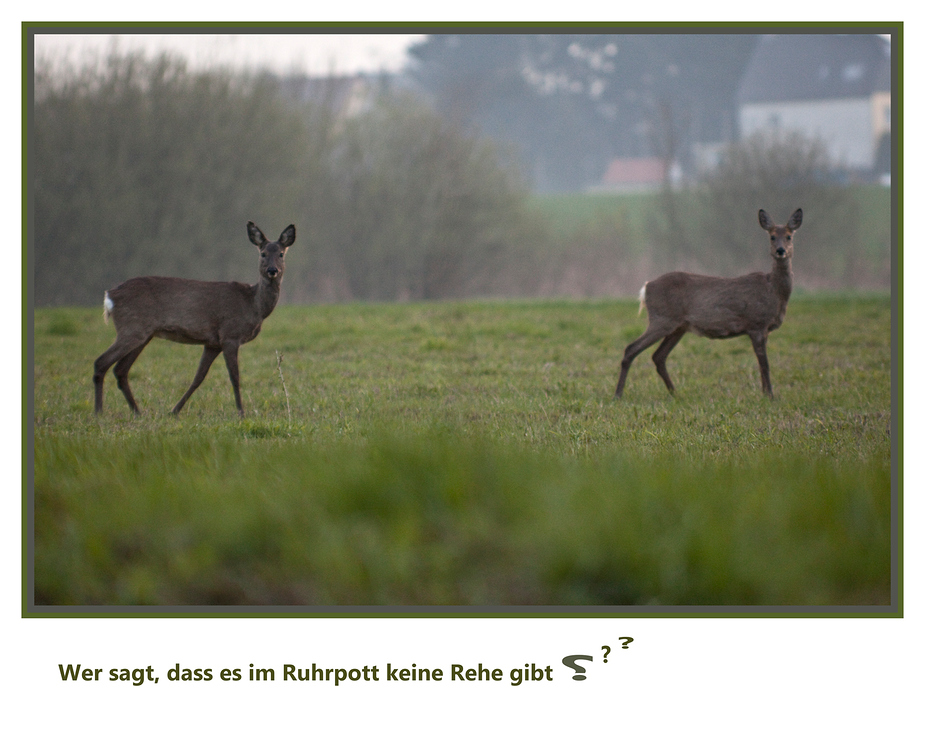 wer sagt, dass es im Ruhrpott keine Rehe gibt