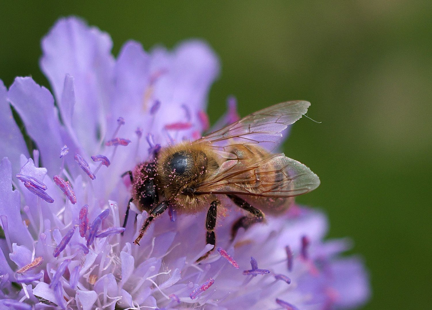 Wer sagt dass Pollen gelb sein muss?