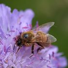 Wer sagt dass Pollen gelb sein muss?