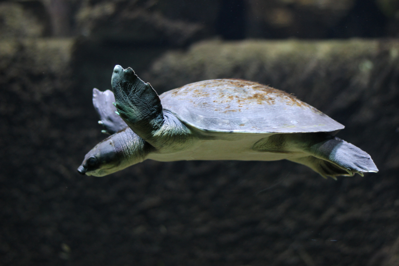 Wer sagt, dass Schildkröten nicht fliegen können...?