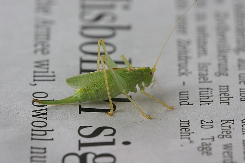 Wer sagt, daß sich Tiere nicht für die Zeitung interessieren?