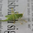 Wer sagt, daß sich Tiere nicht für die Zeitung interessieren?