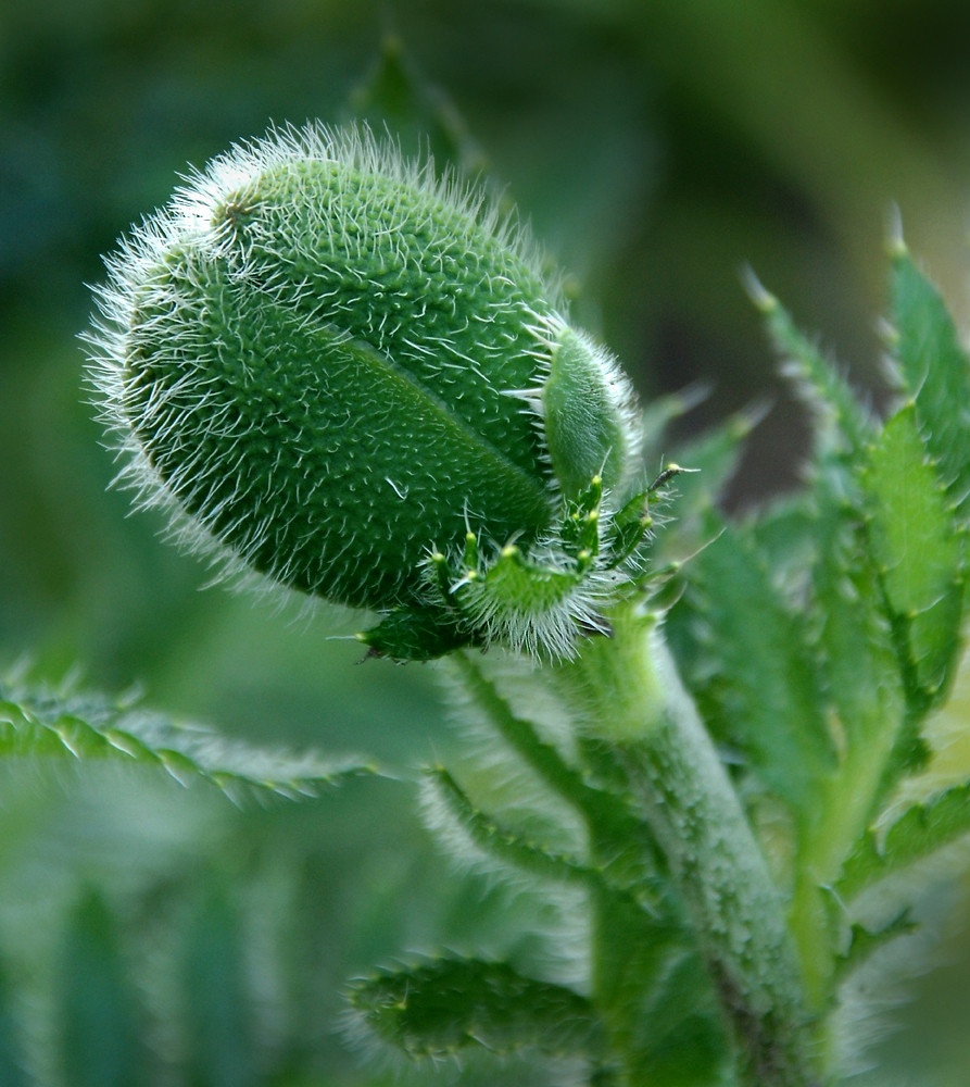 wer sagt denn, daß nur roter Mohn schön ist?