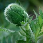 wer sagt denn, daß nur roter Mohn schön ist?