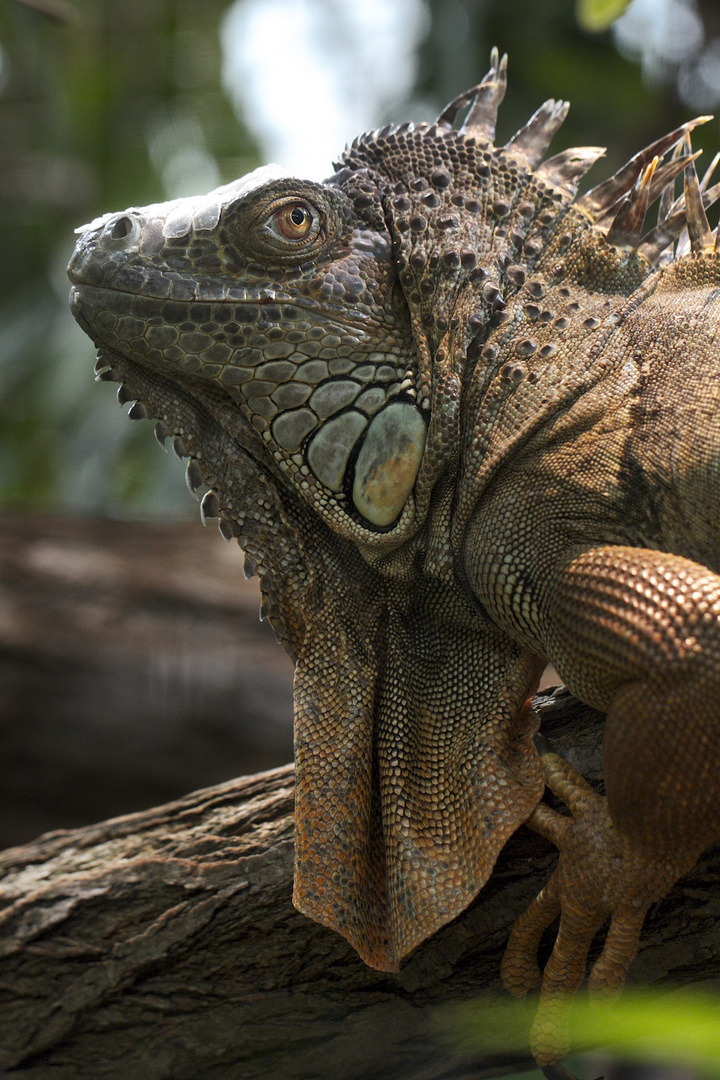 Wer sagt es gäbe keine Drachen mehr?