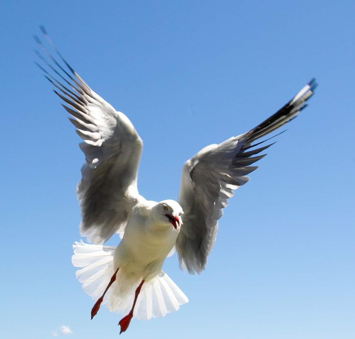 wer sagt, fliegen wäre einfach?