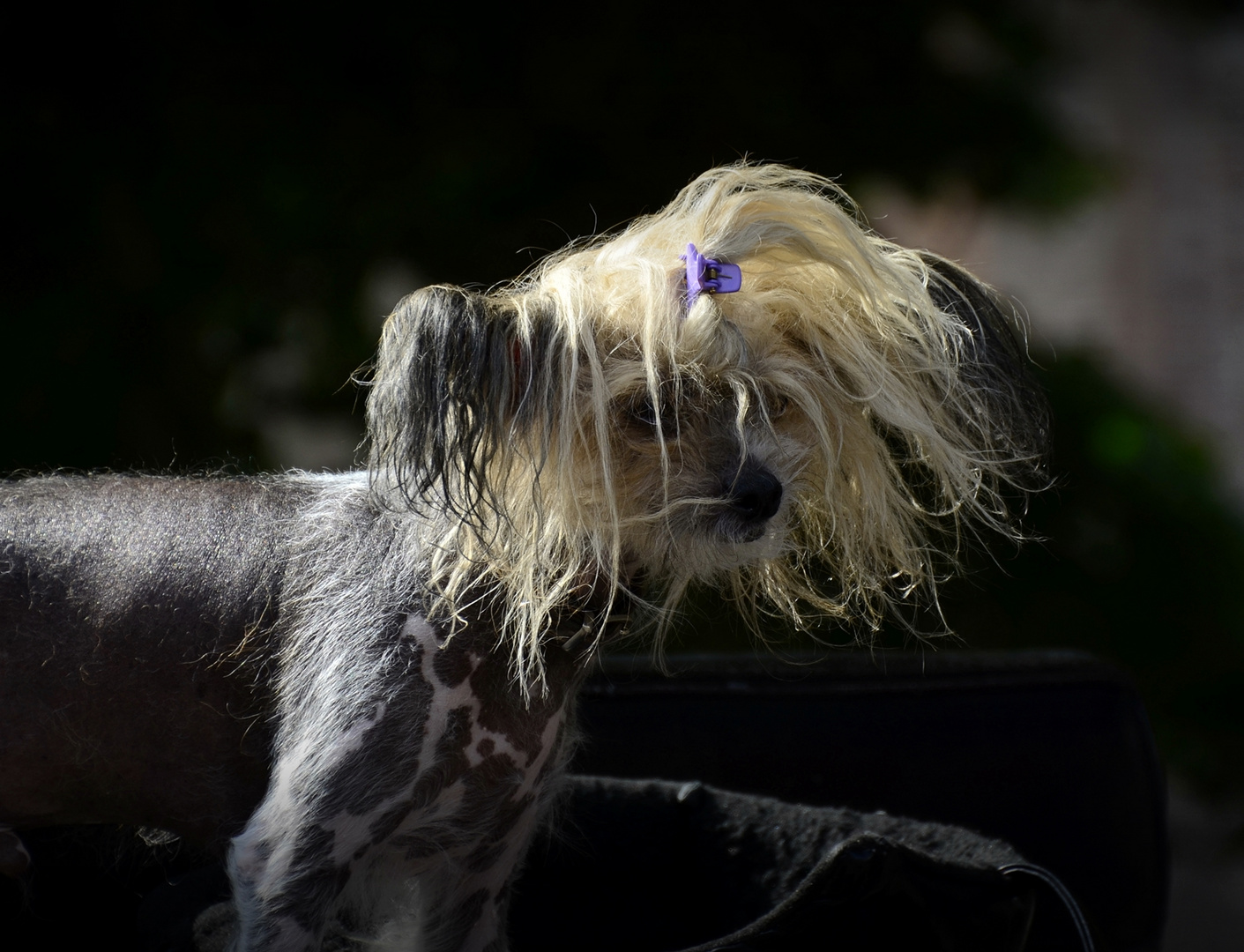 Wer sagt hier, ich brauche einen Friseur?