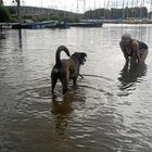 "Wer sagt ich sei Wasserscheu ? Wenn ich Frauchen retten muß geh ich auch ins Wasser !"