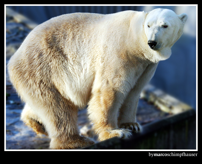 Wer sagt was gegen Eisbären?