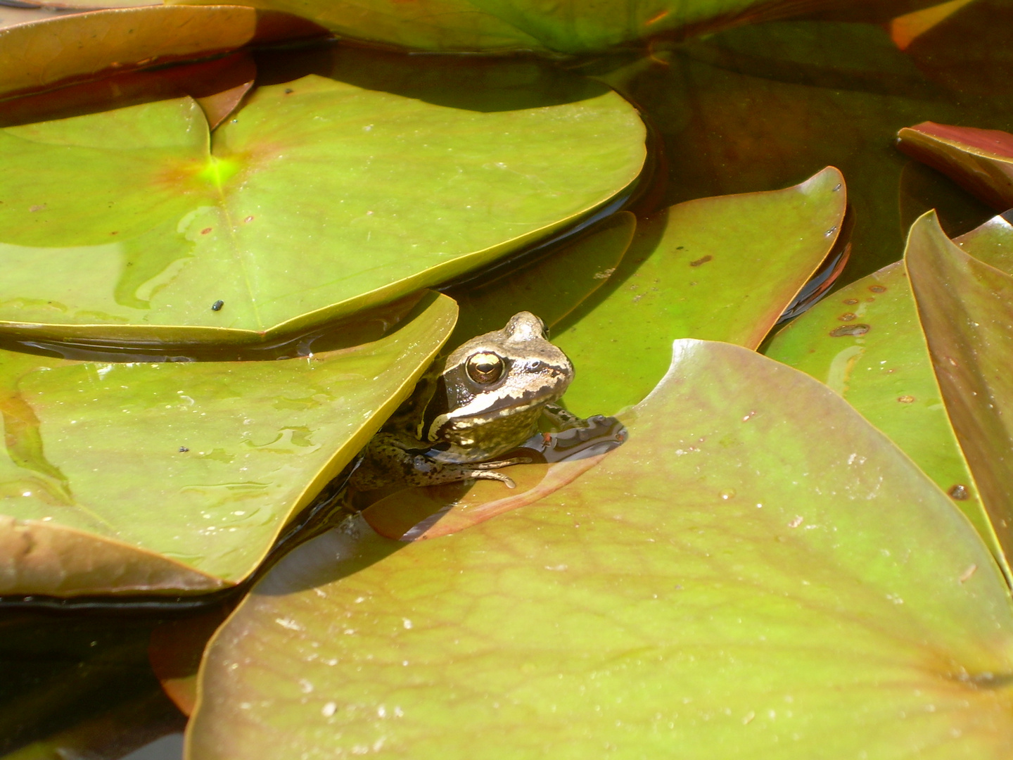 Wer schaut da aus dem Teich?