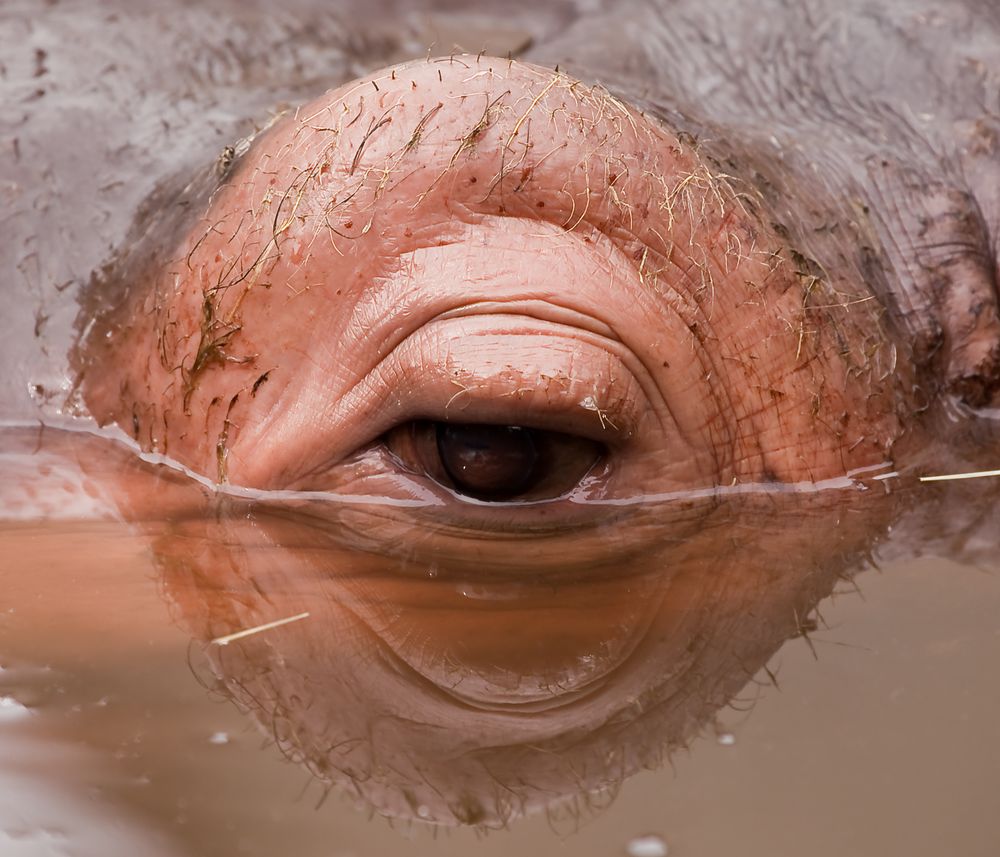 Wer schaut den da aus dem Wasser?