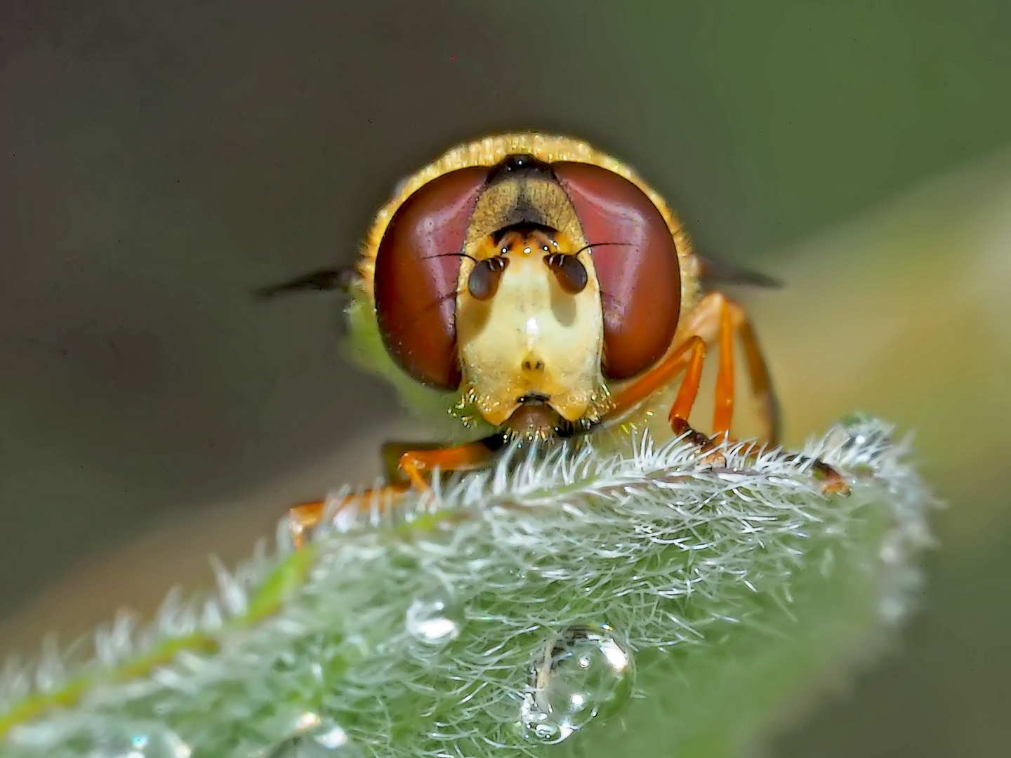 Wer schaut mir denn da so tief in die Augen?