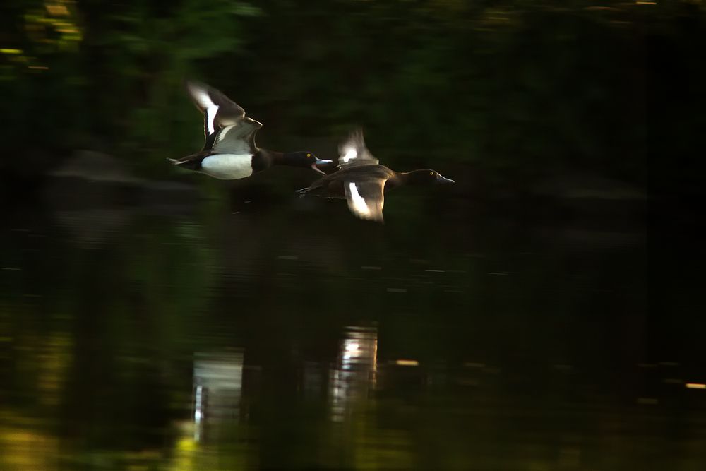 Wer schimpft denn da im Flug