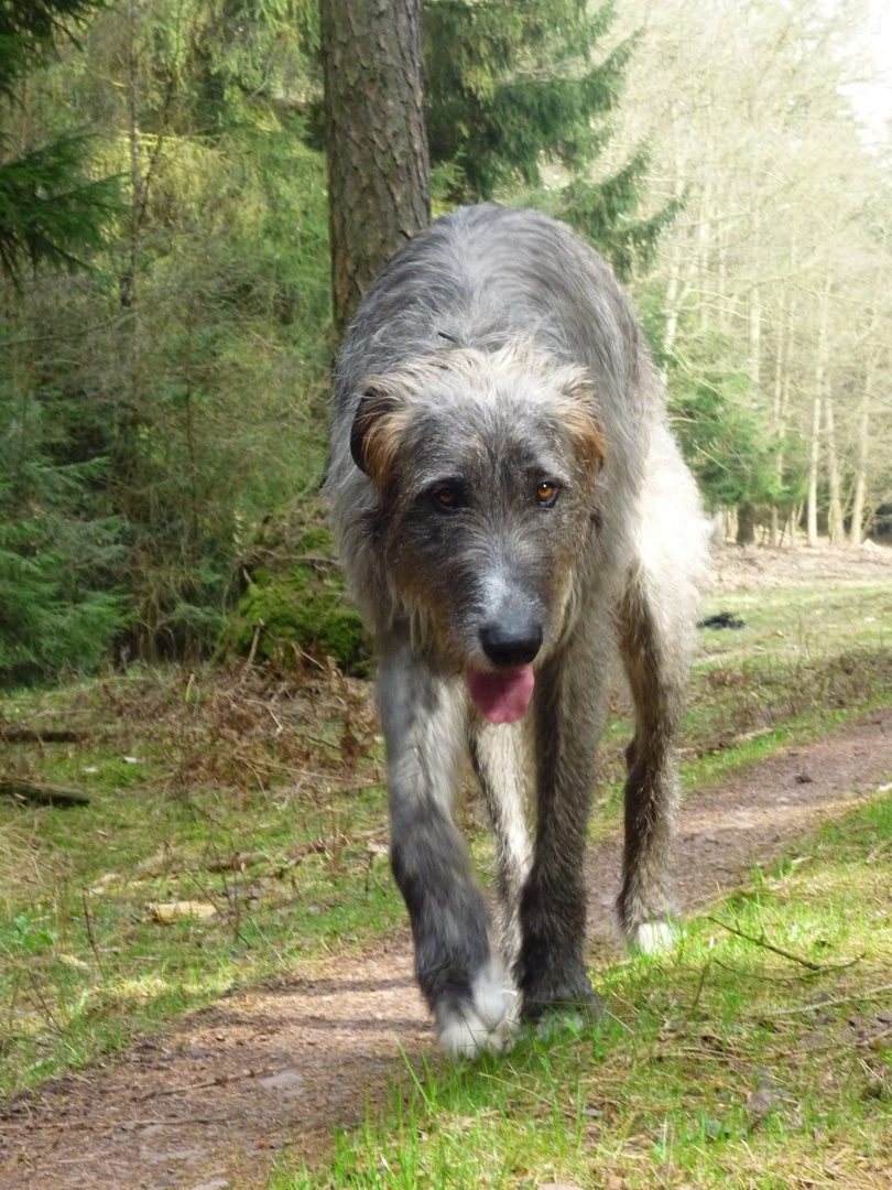 Wer schlappt denn hier durch den Wald?