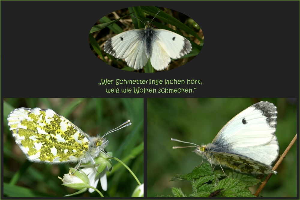 Wer Schmetterlinge lachen hört... weiß wie Wolken schmecken