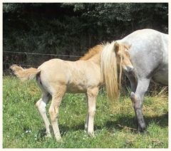 Wer schmückt sich denn da mit fremden Federn`?Immer an Mamas Rockschößen.