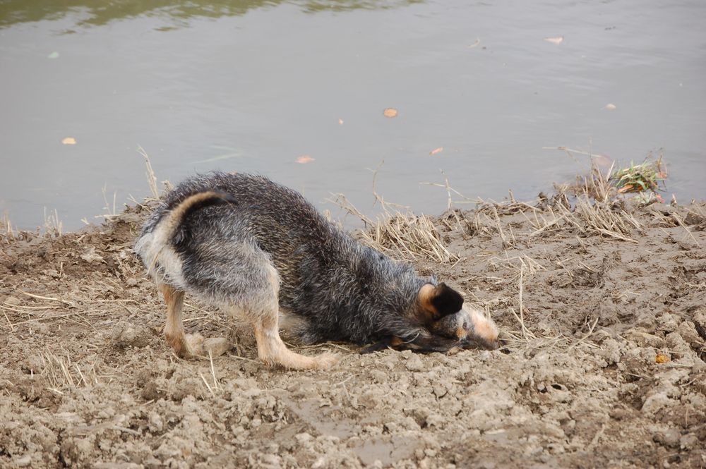 Wer schön sein will muß leiden ) Foto & Bild tiere, haustiere