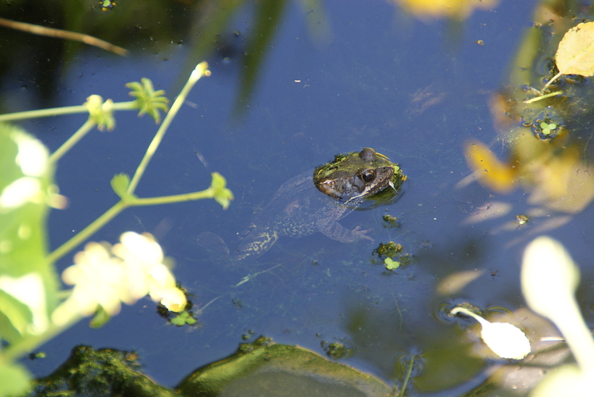 Wer schwimmt den da in unseren Teich?