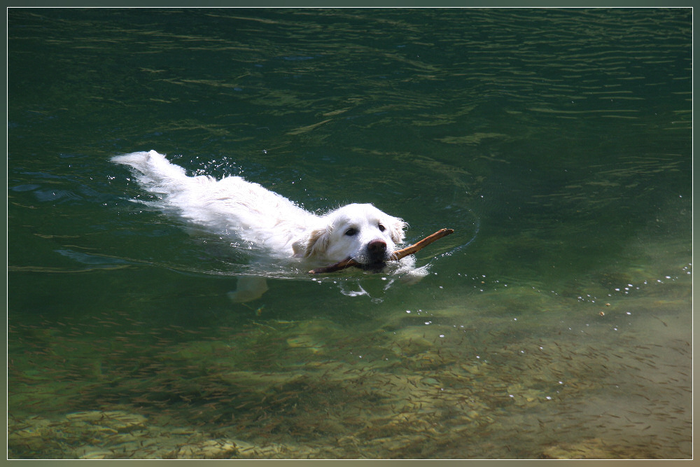 Wer schwimmt schneller ? ...