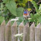 Wer seinen Gartenzaun am rechten Platz hat, ...