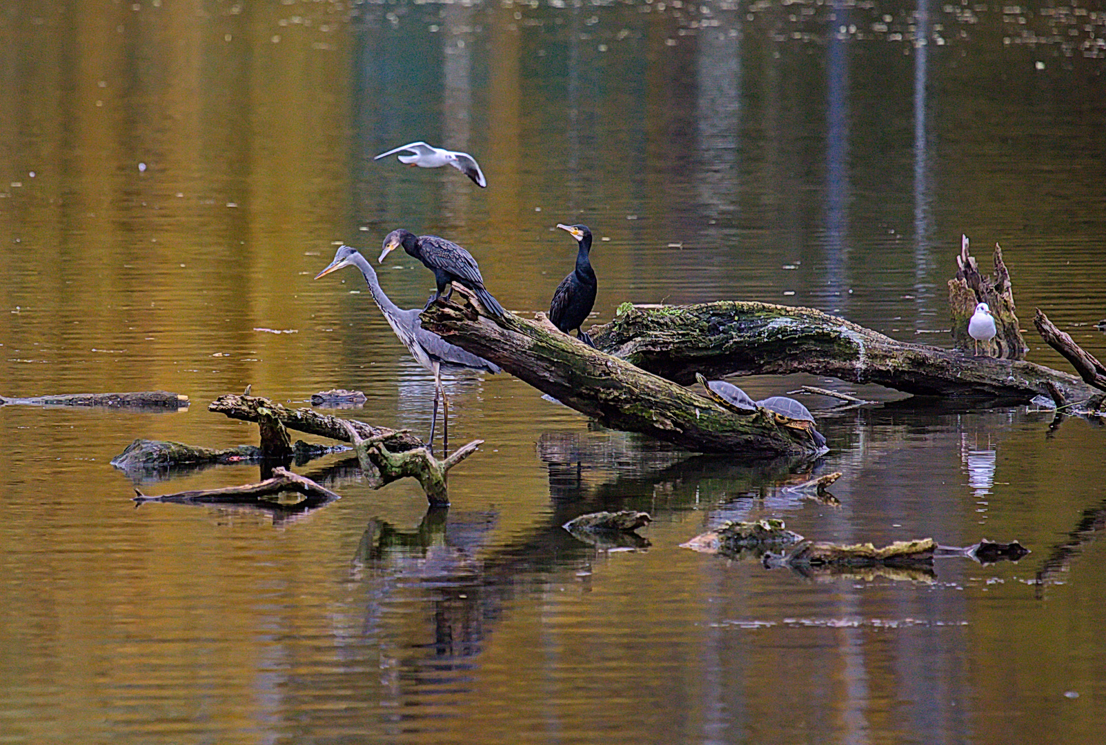 Wer sich aller am spiegelnden Wasser einfindet...