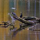 Wer sich aller am spiegelnden Wasser einfindet...