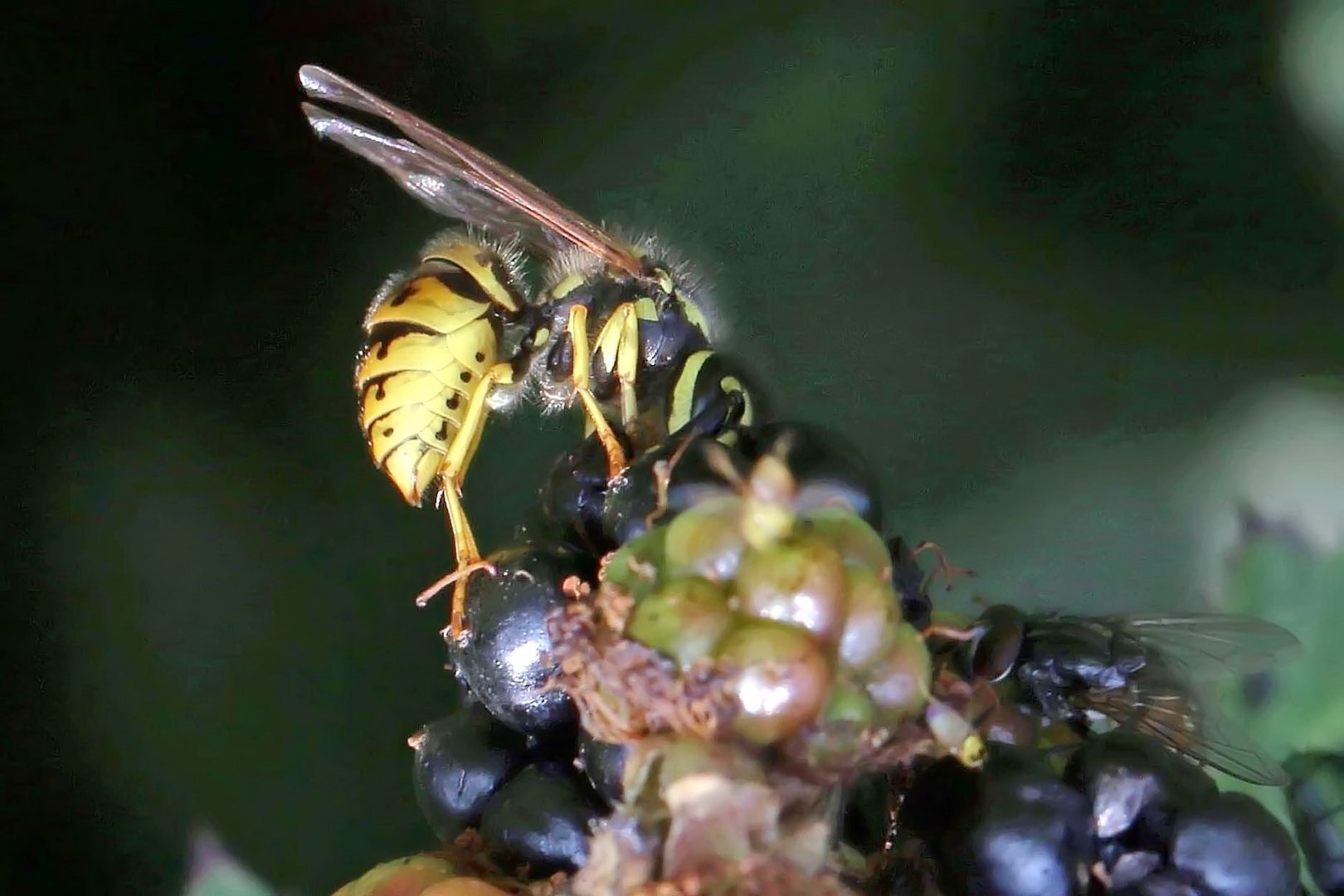 wer sich da alles an den Brombeeren vergnügt