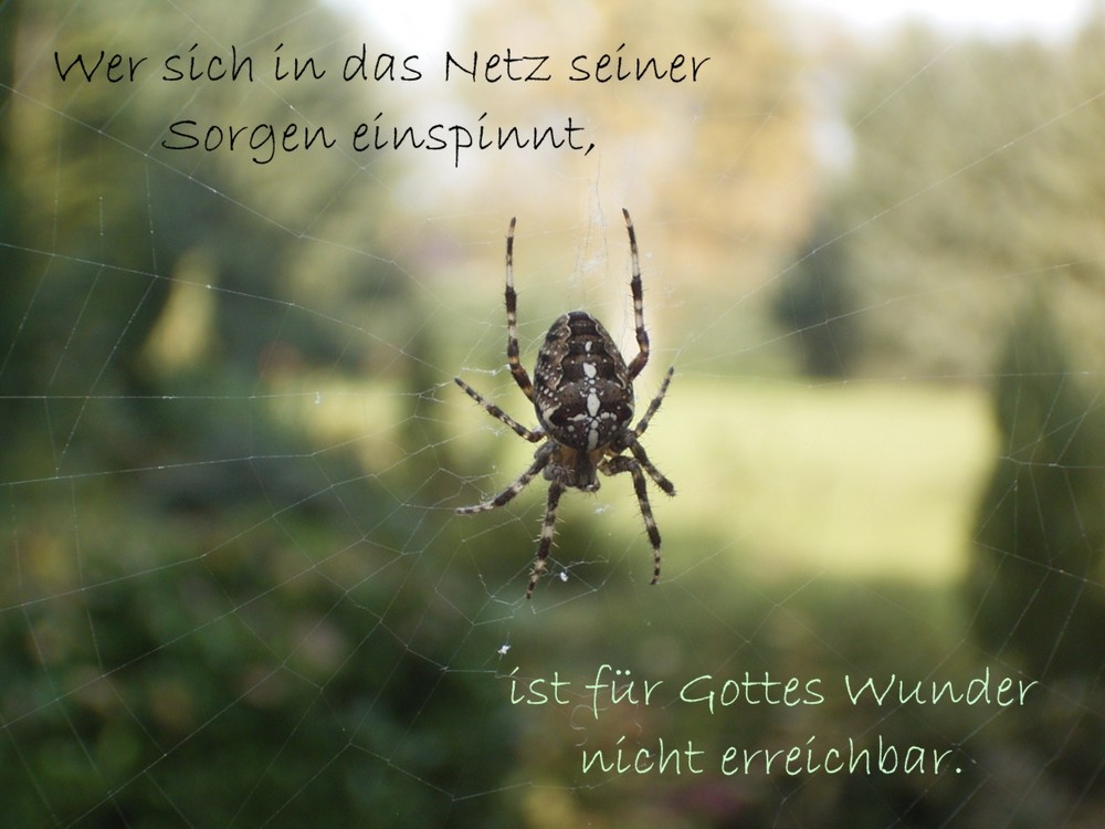 Wer sich in das Netz seiner Sorgen einspinnt, .....