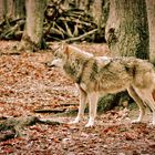 Wer sich vor dem Wolf fürchtet, der soll nicht in den Wald gehen