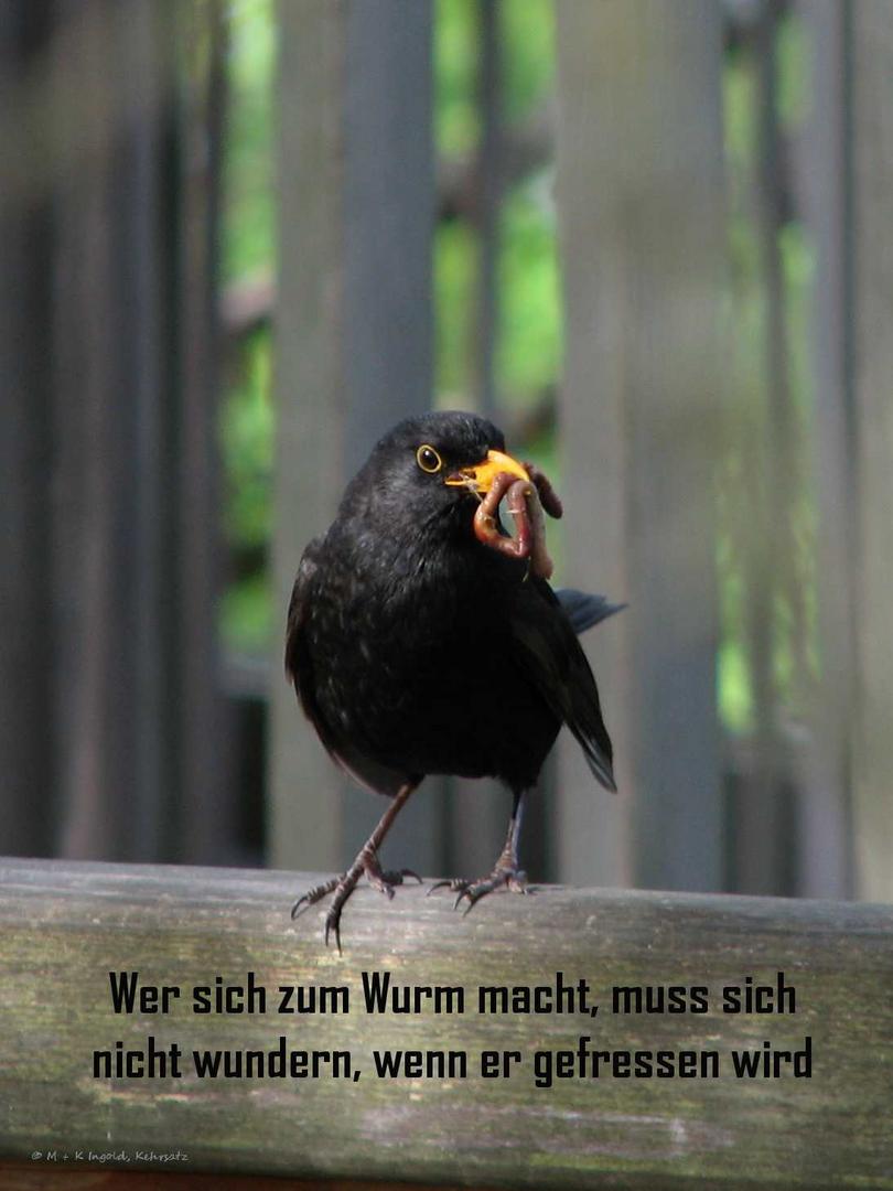 Wer sich zum Wurm macht...