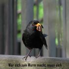 Wer sich zum Wurm macht...