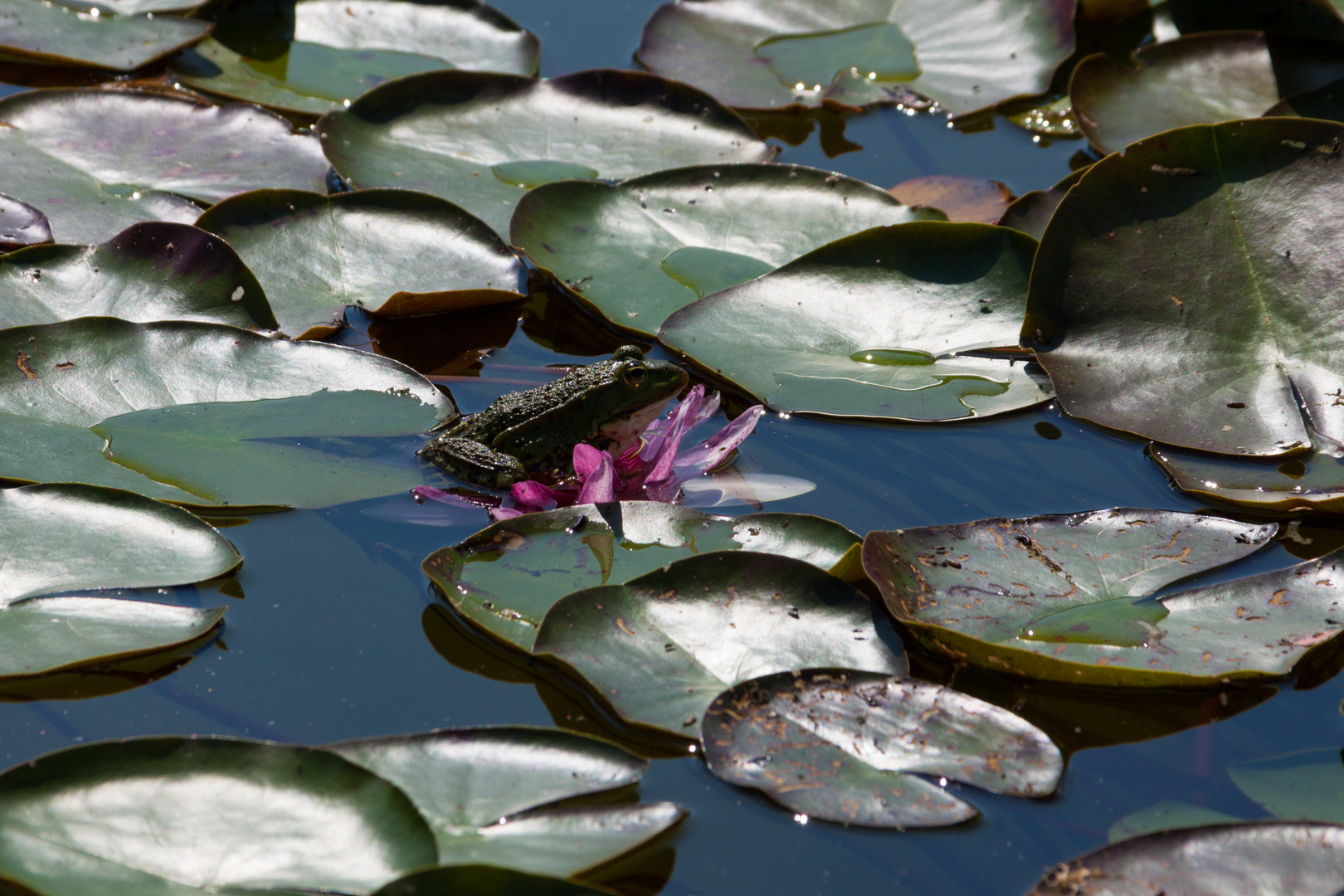 Wer sieht den Frosch?