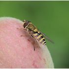 Wer sitzt auf dem Apfel?