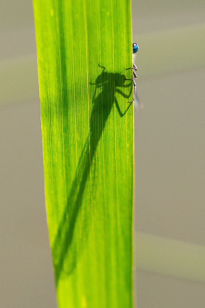 Wer so gut versteckt ist, kann auch mal ein Auge riskieren!