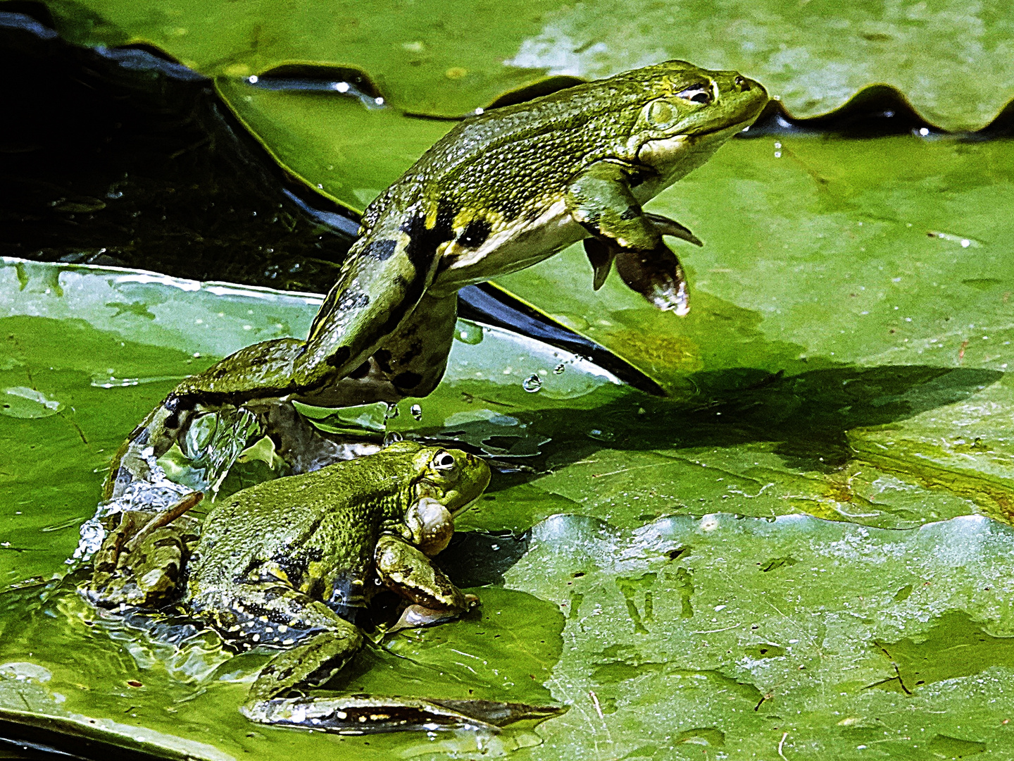 wer springt am höchsten? Foto & Bild natur, tiere, frösche Bilder auf