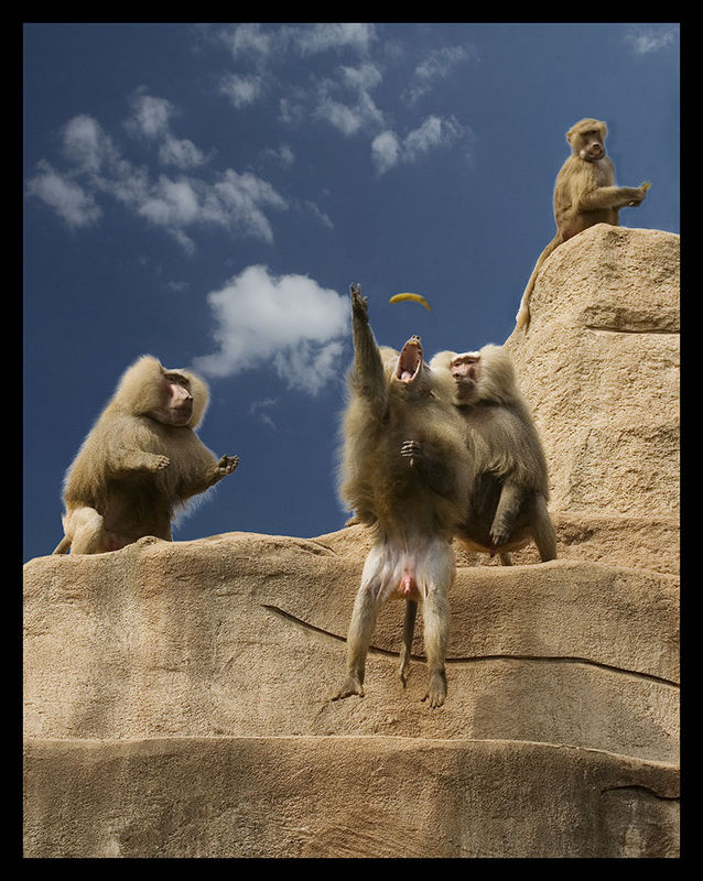 WER SPRINGT AM HÖCHSTEN IM GANZEN LAND? Foto & Bild tiere, zoo, wildpark & falknerei