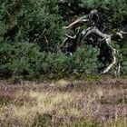 Wer springt denn da in der Hochheide Niedersfeld