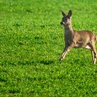 "Wer springt denn hier so fröhlich ..."?