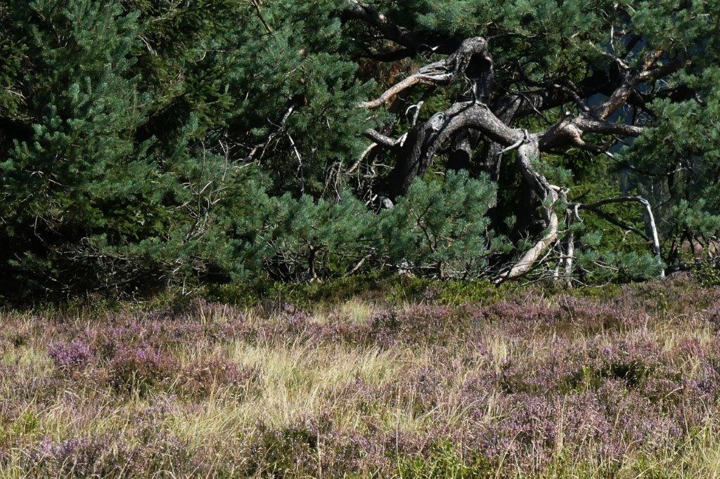 Wer sprngt denn da  in der Hochheide Niedersfeld