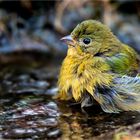 Wer stört beim Baden?