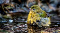 Wer stört beim Baden?