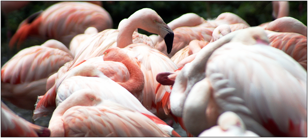 ... wer stört den Flamingoschönheitsschlaf ? ...