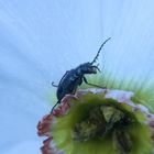 Wer stört? Japanischer Garten Kraichtal