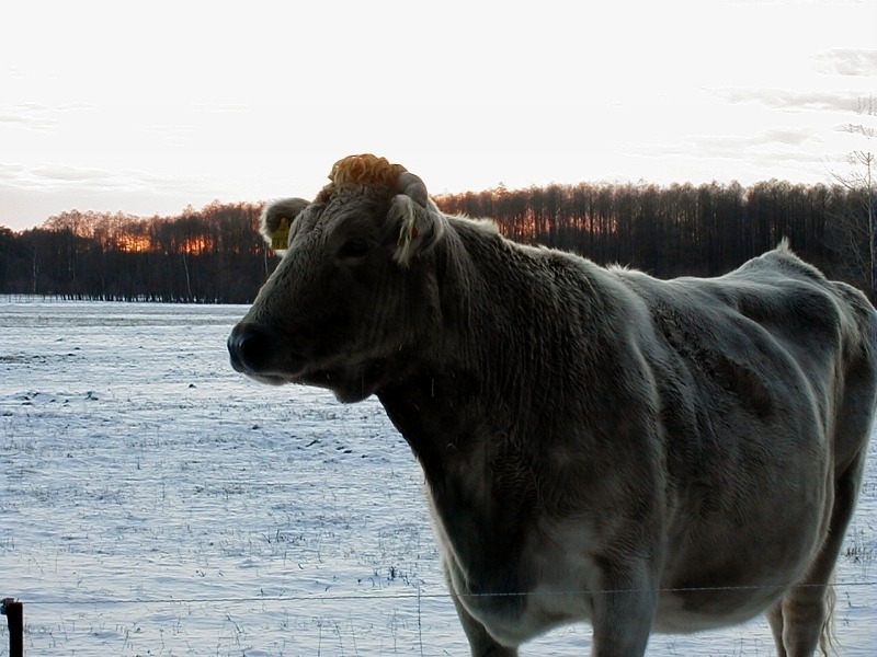 wer stört wen / Kuh Elsa nach Sonnenuntergang