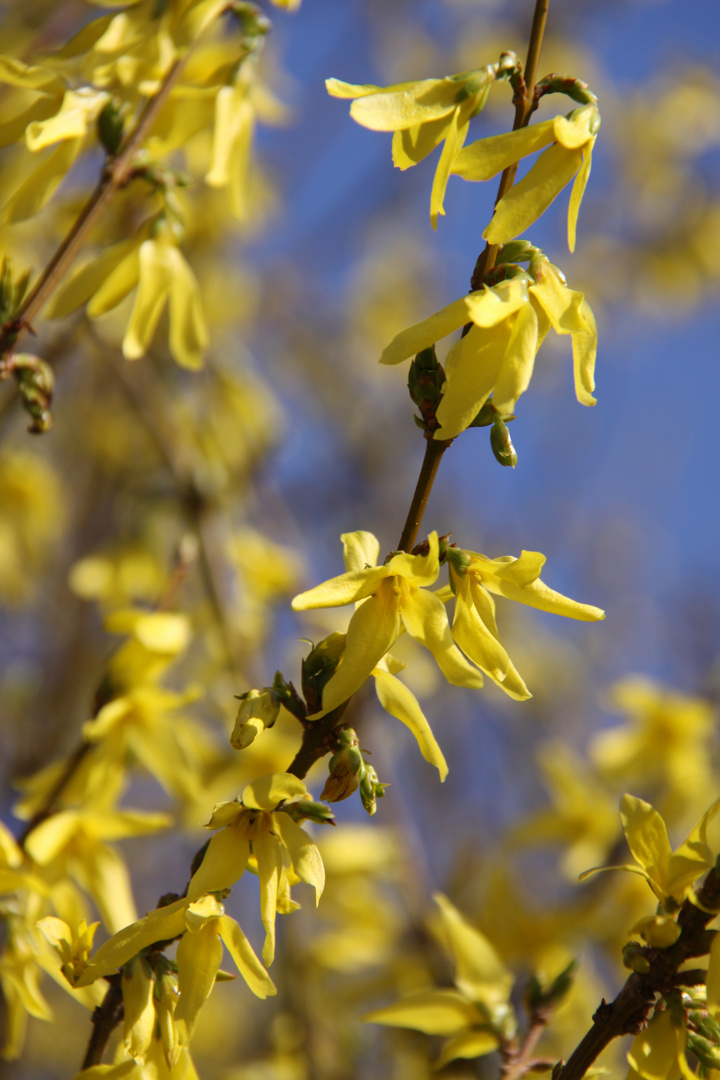 Wer strahlt mehr? Sonne oder Forsythie?