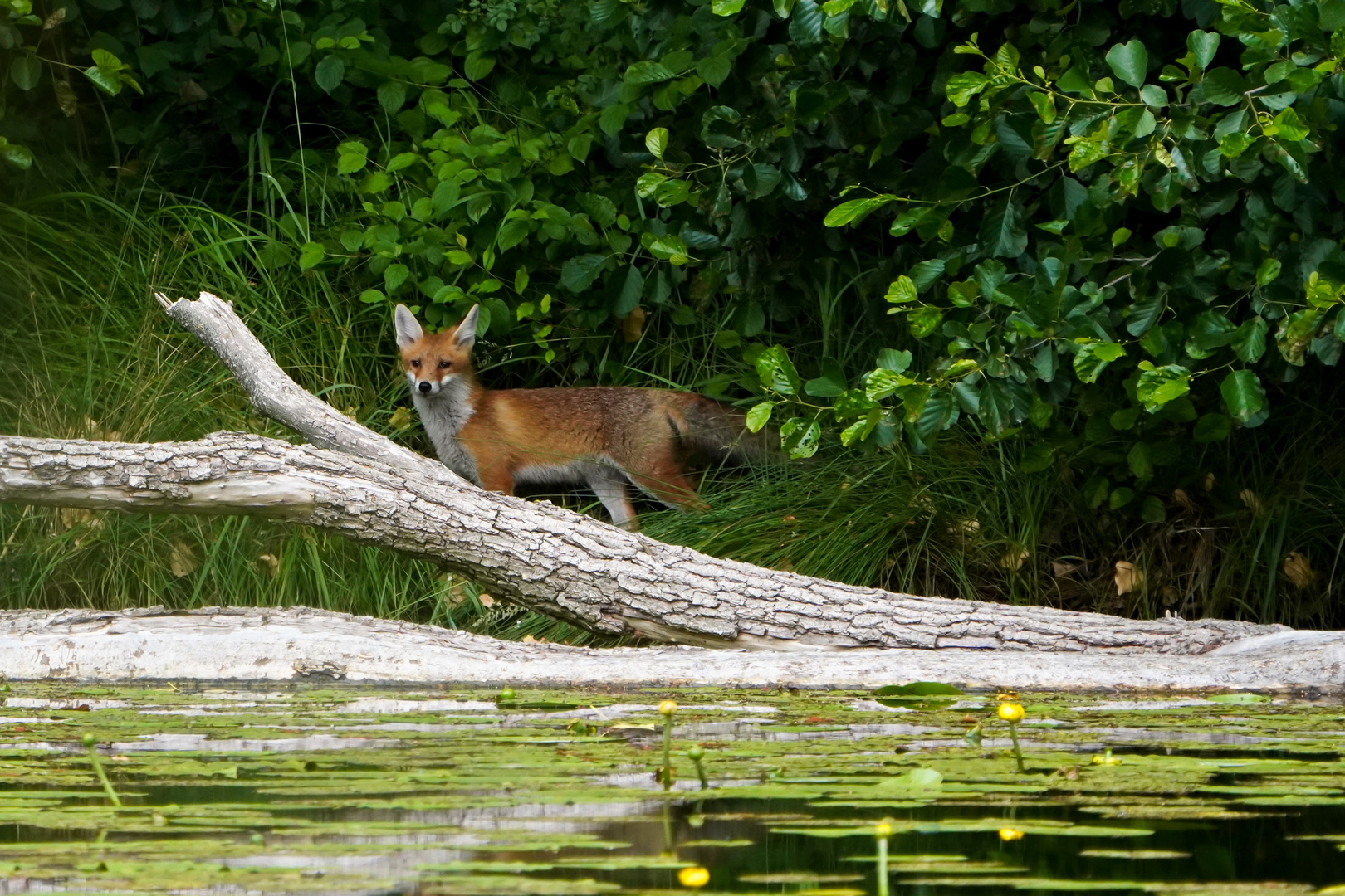 wer streift denn da durch ( mein ) unser Revier - der Fuchs